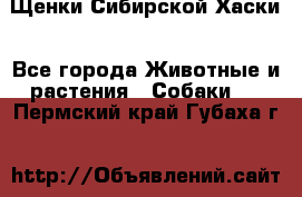 Щенки Сибирской Хаски - Все города Животные и растения » Собаки   . Пермский край,Губаха г.